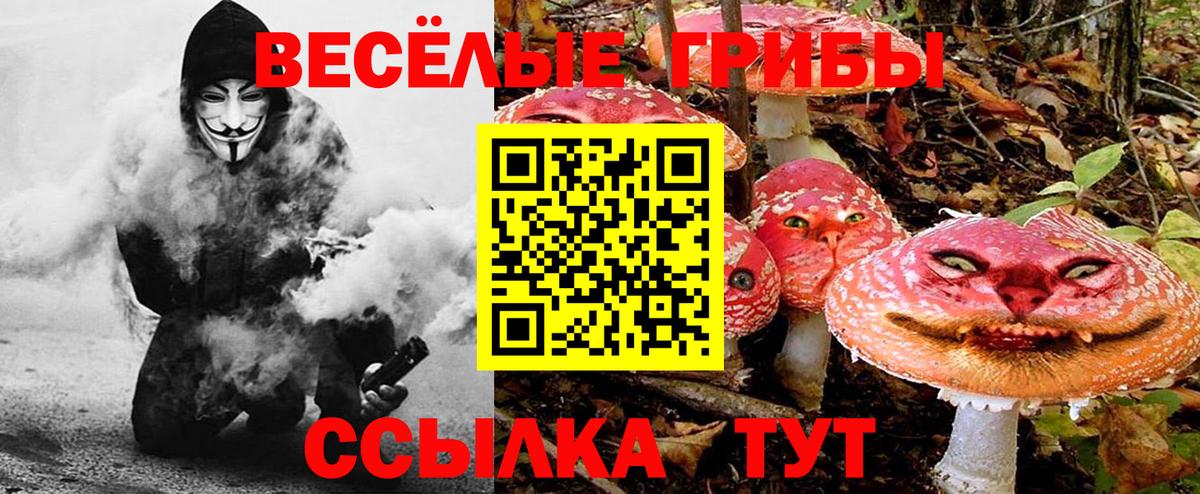 Псилоцибиновые грибы Psilocybe Мурманск